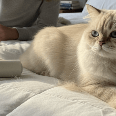 Why Pet Owners Always Need a Lint Roller: The Hidden Cost of Pet Hair on Clothes, Upholstery, and Car Seats